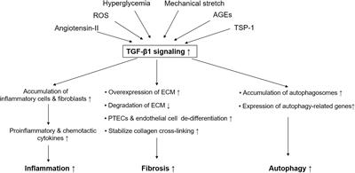 Transforming Growth Factor-Beta1 in Diabetic Kidney Disease